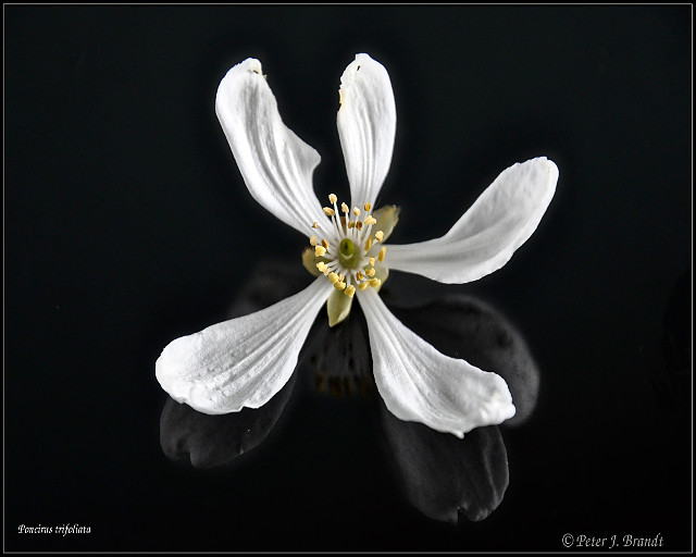 Galleri blomster med navn