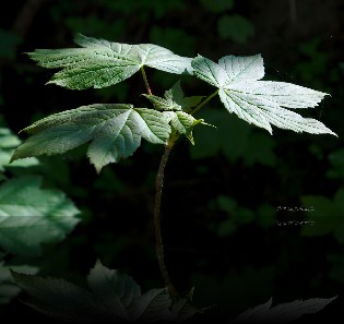 Copyright:Peter Brandt