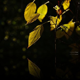 a008