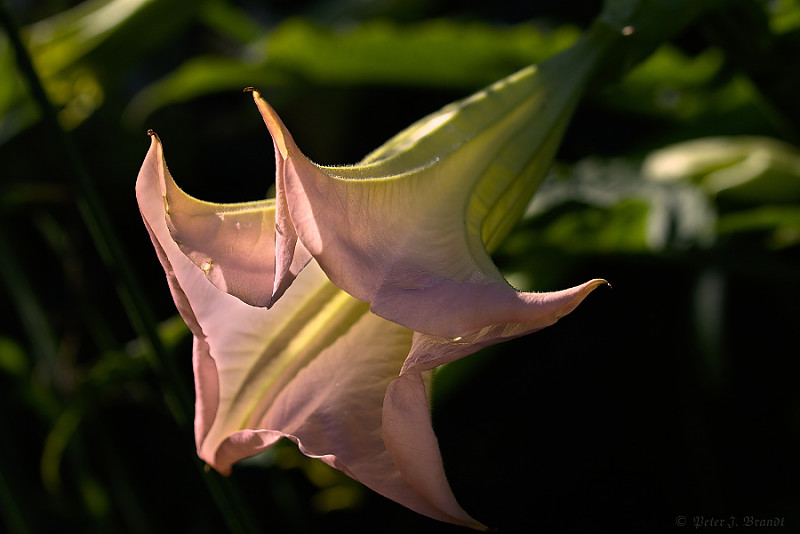 Trompet blomster